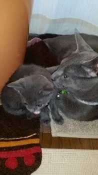 ケイ 様のお迎えした子猫