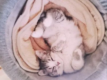 Saooo* 様のお迎えした子猫