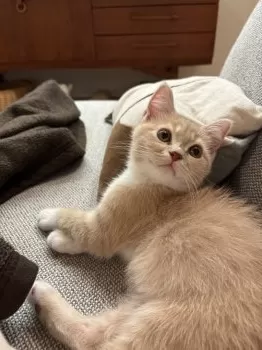 Tomobe 様のお迎えした子猫