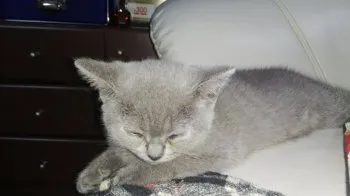 大将 様のお迎えした子猫