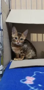ほり 様のお迎えした子猫