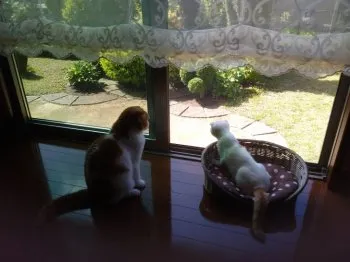 あっちゃん 様のお迎えした子猫