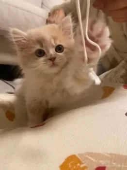 S.S 様のお迎えした子猫