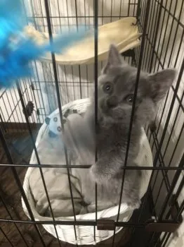 y 様のお迎えした子猫