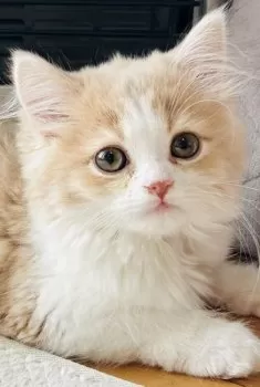 O.A 様のお迎えした子猫