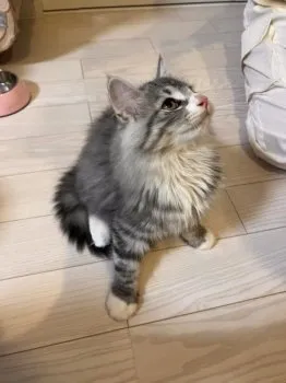 日ハム子 様のお迎えした子猫