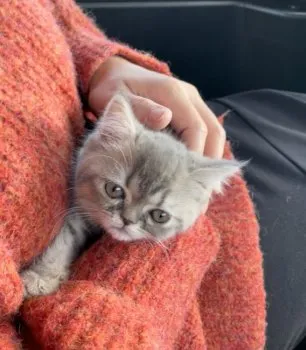 流れ星 様のお迎えした子猫