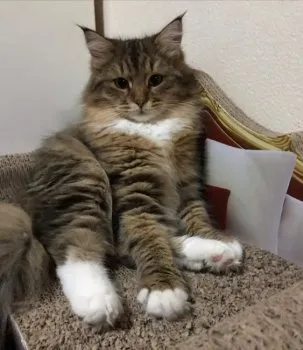 Moon 様のお迎えした子猫
