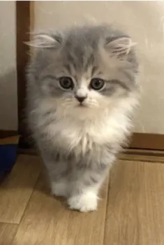 さと 様のお迎えした子猫