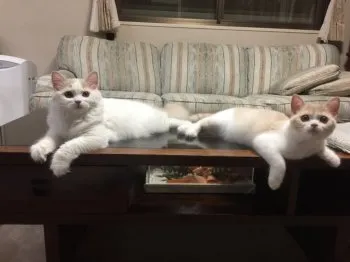 まう 様のお迎えした子猫