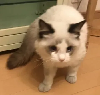 Y 様のお迎えした子猫
