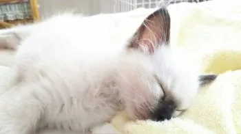 Kotaro 様のお迎えした子猫