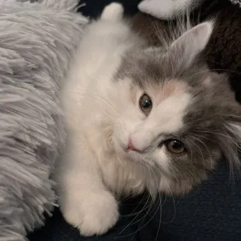 M.F 様のお迎えした子猫