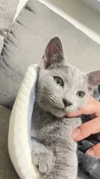 なぴ 様のお迎えした子猫