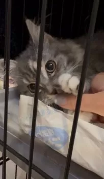 A.Ｉ 様のお迎えした子猫