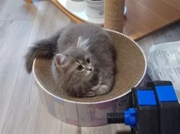 A.O 様のお迎えした子猫