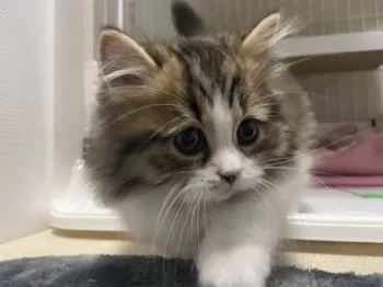 ここママ 様のお迎えした子猫