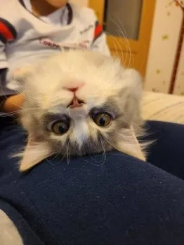 ともこ 様のお迎えした子猫