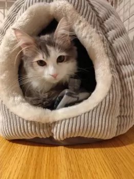 Y.N 様のお迎えした子猫