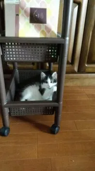 あとむ 様のお迎えした子猫