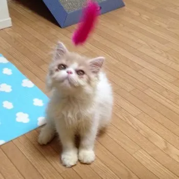 もんちゃん 様のお迎えした子猫