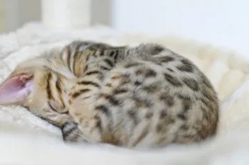 homu 様のお迎えした子猫