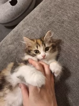 Y.K 様のお迎えした子猫