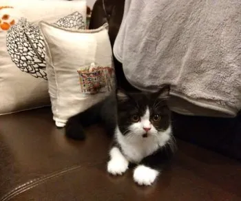 Y.K 様のお迎えした子猫