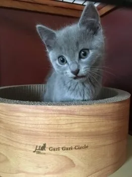 minu 様のお迎えした子猫