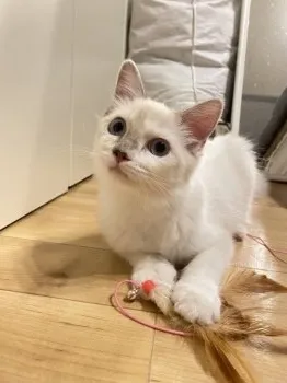 T.O 様のお迎えした子猫