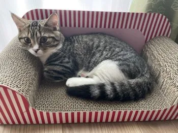 K 様のお迎えした子猫