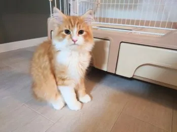 しまもり 様のお迎えした子猫