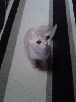 タィセー 様のお迎えした子猫