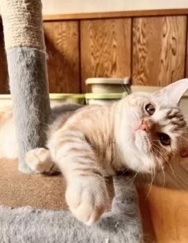 M.O 様のお迎えした子猫