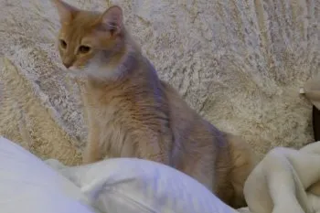 T.H 様のお迎えした子猫