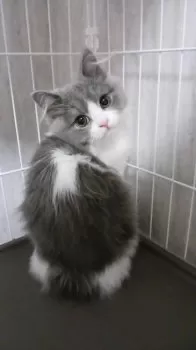 H.K 様のお迎えした子猫