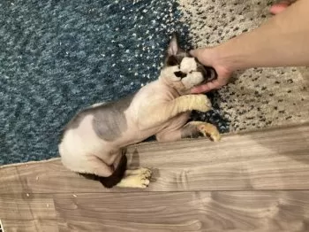 M.Y 様のお迎えした子猫