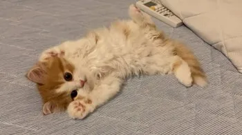 メル 様のお迎えした子猫