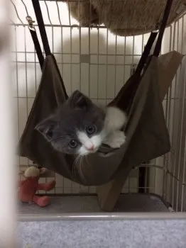 栗原 由尚 様のお迎えした子猫