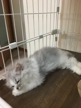なたちゃん 様のお迎えした子猫