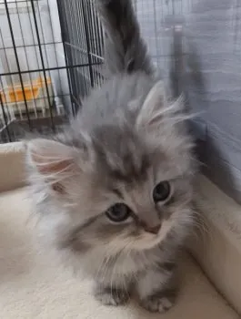 タカシン 様のお迎えした子猫