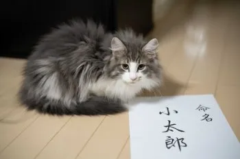 マムリン 様のお迎えした子猫