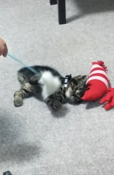 ココア♡ 様のお迎えした子猫
