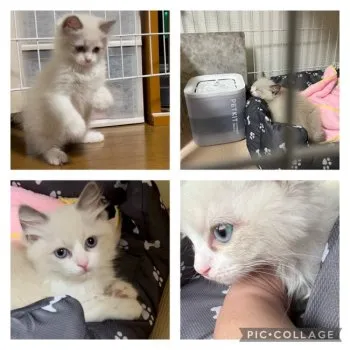 umi 様のお迎えした子猫