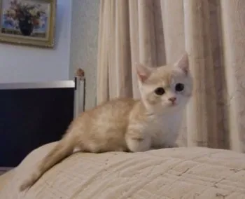 みかも 様のお迎えした子猫