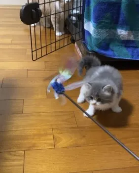 S.M 様のお迎えした子猫