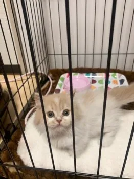ママ 様のお迎えした子猫