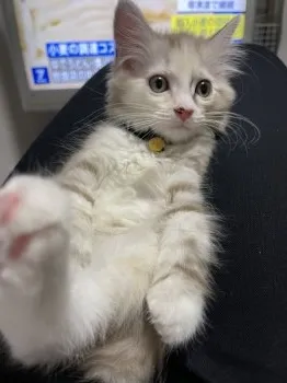 すすす 様のお迎えした子猫