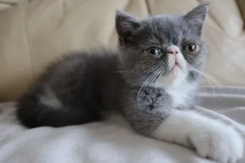 N.Y. 様のお迎えした子猫