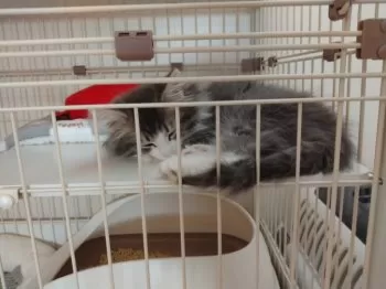 わたあめ 様のお迎えした子猫